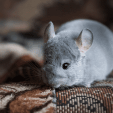 what temperature is too hot for a chinchilla